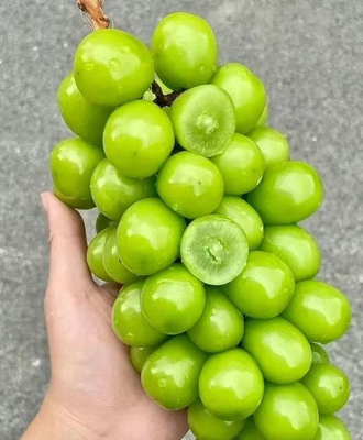 satın al Sunshine Rose Üzümleri için Dikey Genişleme Tepsisi Doldurucu Çevrimiçi üretim